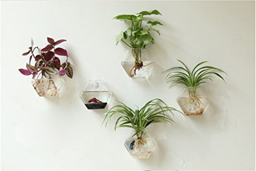 Gazechimp Transparent Sechseckig Form Hängevase Glas Vase Glasvase Blumenvase Wand DIY Balkon Dekoration