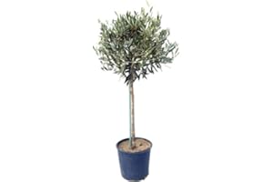CHARELLAGARDENS PLANTS Large Mature 150-160cm Mediterranean Olive Tree 'Olea Europa' Established Plants. Ornamental and winter hardy. Gift wrap available. Ideal for pots or ground planting