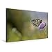 Produktbild Calvendo Premium Textil-Leinwand 90 cm x 60 cm quer, Schachbrettfalter (Melanargia galathea) auf Witwenblume | Wandbild, Bild auf Keilrahmen, Fertigbild auf echter Leinwand, Leinwanddruck Tiere Tiere