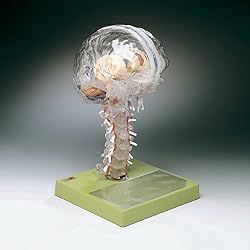 Cerebro transparente, 17,8 cm W x 20,3 cm L x 30,5 cm H