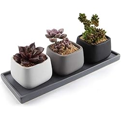 T4U 7CM Cerámico Moderno Mini Cuadrado Maceta Suculenta/Macetas de Cactus Envase Plantadores con Bandeja Rectangular - Todo Color Conjunto de 3