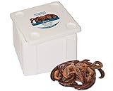 Kanadische Tauwürmer 24 Stück Würmer Lebend Lebendköder Tauwurm Tau Wurm