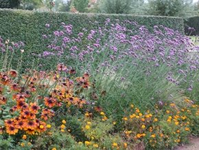 Argentinisches Eisenkraut – Verbena bonariensis – Sommerblüher - 2