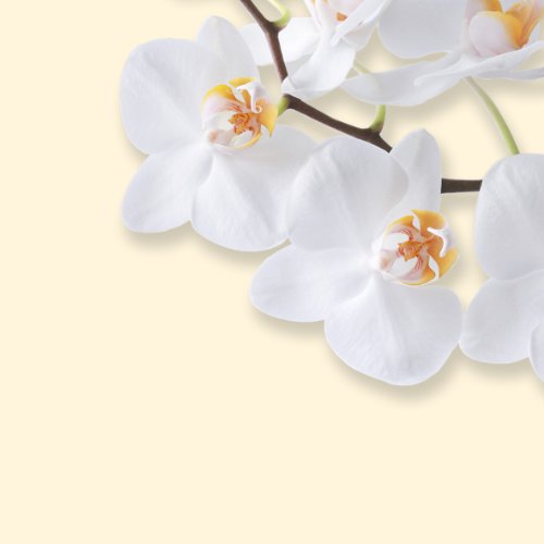 Sigel DP904 Motiv-Papier „White Orchid“, Briefpapier 90 g, DIN A4, 50 Blatt – weitere Motive - 2