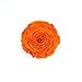 Produktbild N/A 1 XXL Rose gefriergetrocknet stabilisiert echte Rose lange haltbar D: ca. 10cm, Farbe:BIC-03