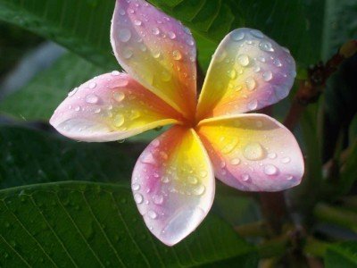 Plumeria 4 Samen "Imperial Crown" Frangipani Samen
