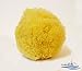 Natural Sea Sponge SEA NATURE BRAND 5-6 Grada Type for Home Cleaning or Body Bath ideal for Baby Bathing and Face Cleaning Guaranteed