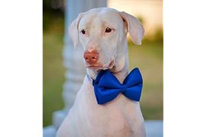 Lana Paws Royal Blue Silk Dog Bow Tie/Bowtie/Dog Gifts, S-M, 1 Count