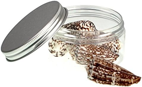 10 Pcs - Quality Selected Seashells - Western Imperial Cone Shell : Conus Imperialis 1.5 Inches - shells for Seashell Vases, Boxes, Picture Frames, Jewelry Making &amp; Mini Garden Miniature