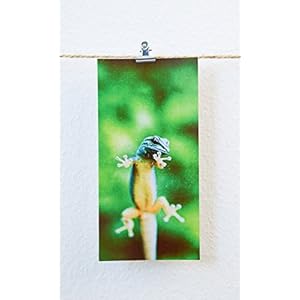 Postkarten XXL Panorama Gecko Eidechse