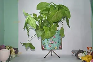 Pottery Studio, Designer Plant Pot with Stand, for Your Home Garden // Balcony Garden // Home Dcor // Office // Hotel // Bar // Office