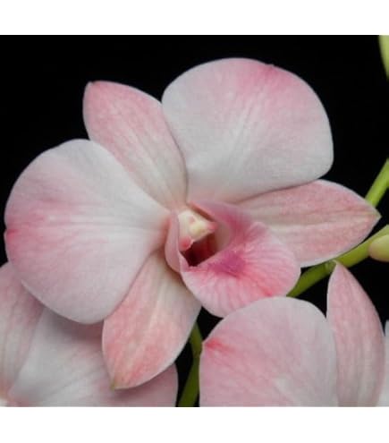 blossoms⟡.* Divine BlossomsCattleya Orchid Hybrid Zygonisia Murasaki