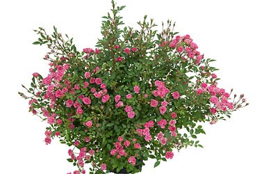 Topfrose duftend gefüllt kleinblütig „LillyRose™“ Neuheit 2017 winterhart im 12er Topf für Ihren Garten oder Balkon - 2