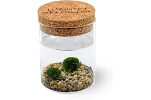 KAKI LA FELICITÀ È NELLE PICCOLE COSE Marimo Original Sughero La Felicità – Coppia (Fondale Naturale)