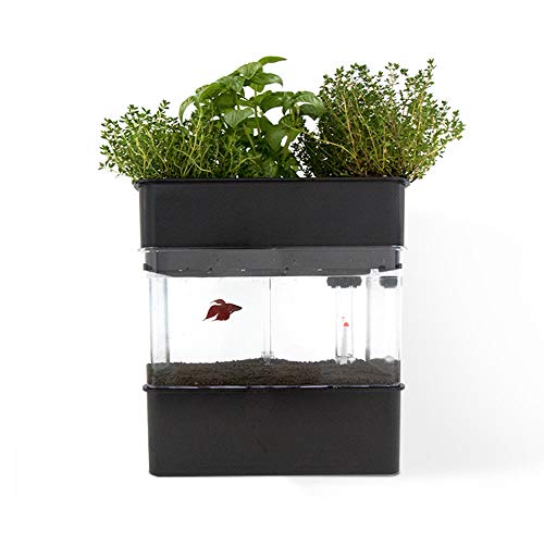 Sistema de Acuaponía para la cría de Peces y Cultivo de Plantas