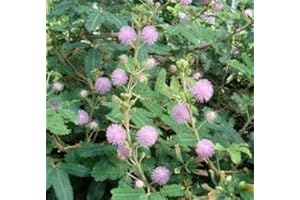 PAGANO DOMENICO E FIGLI SEMENTI DAL 1954 MIMOSA PUDICA SENSITIVA NR.50 SEMI