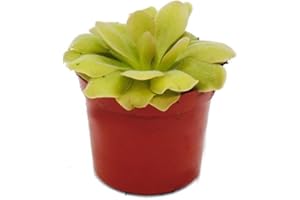 Exotenherz Fleischfressende Pflanze - Fettkraut - Pinguicula "Weser" - 9cm Topf