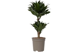 Plant in a Box - Dracaena deremensis 'Compacta' - Dragonnier - Plante d'intérieur - ⌀ 17 cm - Hauteur 50 à 65cm