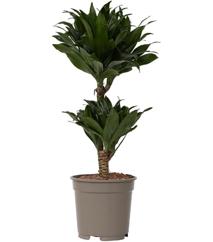 Plante Zamioculcas Zamiifolia Attitude Jardin 70-80cm - Plante ZZ Intérieur Succulente ⌀17cm