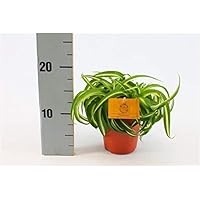 Grünlilie Chlorophytum comosum Bonnie 20 cm Luftreinigend Zimmerpflanze