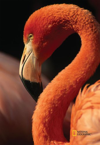 Preisvergleich Produktbild National Geographic durch neue kreative-Flamingo Garden Impressions Flagge