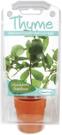 DuneCraft Thyme Capsule Terrarium Science Kit