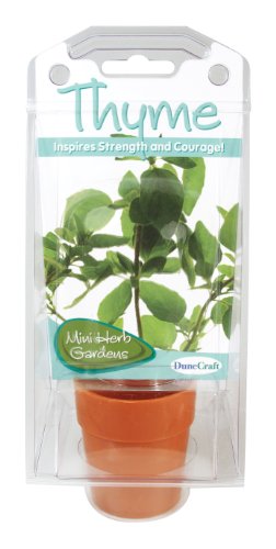 DuneCraft Thyme Capsule Terrarium Science Kit