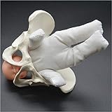 FXQ Weibliches Pelvis Geburt Modell - Mini Weibliches Pelvis und Baby-Modell - Standard Geburt Simulator mit Modellen von Bab