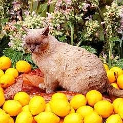 Catmint Lemon Scent