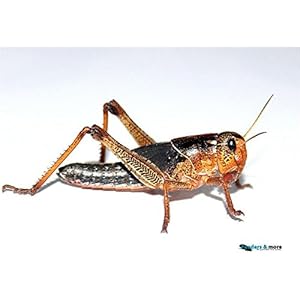 Heuschrecken klein 25 Stück Wanderheuschrecken Futterinsekten Reptilienfutter