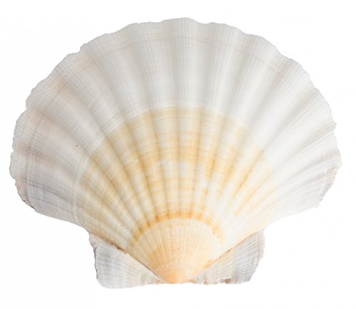 NaDeco® Pecten jacobeus 12-15cm | | Jakobsmuschel Schale | Pilgermuschel | Fächermuschel | Ragout Schale | Scallops