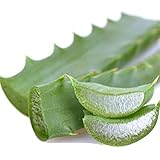 Aloe Arborescens Miller Blätter Bio (1 Bündel à 500 g)