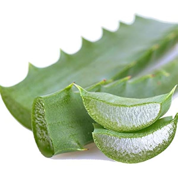Aloe arborescens gegen Krebs Buch