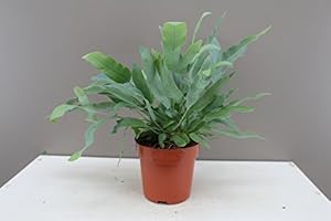 BEST4GARDEN Phlebodium aureum Blue Star - Rabbit's Foot Fern - Bears Paw Fern - Indoor ‘seaweed’ look Green-Blue Leaves - Ideal indoor decorative plant - Adapts well to all environments. (1)