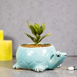 Earthsoul Tortoise Ceramic Indoor pots for Plants and Flowers | Home Decor | Plant pots for Study Table, Office Space, Home, Kitchen, Living Room| Tortoise Pot