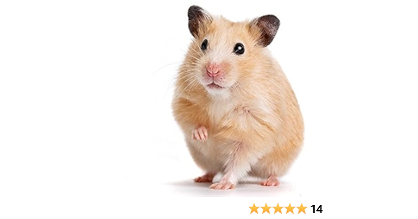 hamster mix