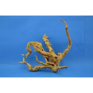 1 Mangrovenwurzel 20-25 cm, Wurzel, Mangrove