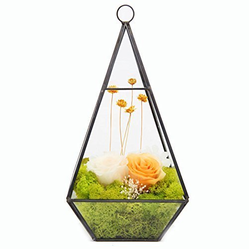 Ultra 12x12x23.7cm Premium Qualität Glas Terrarium Dreieck mit Reifen und Cut-off Rand ideal für Moos und Pflanzen oder Dekorationen (12x12x23.7cm) - 4