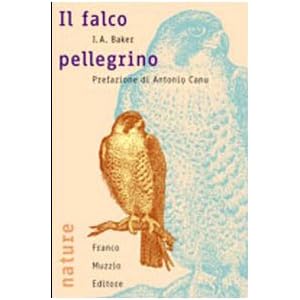 Il falco pellegrino