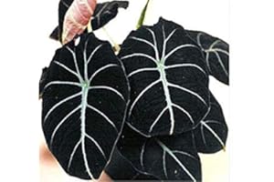 POTSEED Germination Les graines: l'oreille Alocasia Elephant Graines Taro 'Black Velvet' (Alocasia reginula) -20PCS / Paquet