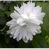 Gartenjasmin Minnesota Snowflake - Pfeifenstrauch - Philadelphus Minnesota Snowflake - stark duftend (40-60)