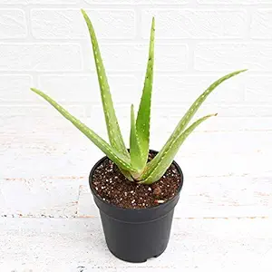 Aloe Vera plant