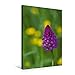 Produktbild Premium Textil-Leinwand 50 cm x 75 cm hoch, Ein Motiv aus dem Kalender Zauber der Natur - Heimische Orchideen und Wiesenblumen | Wandbild, Bild auf ... Leinwand, Leinwanddruck (CALVENDO Natur)
