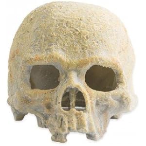 Totenkopf–Zuflucht–Reptilien–fluorisierend.