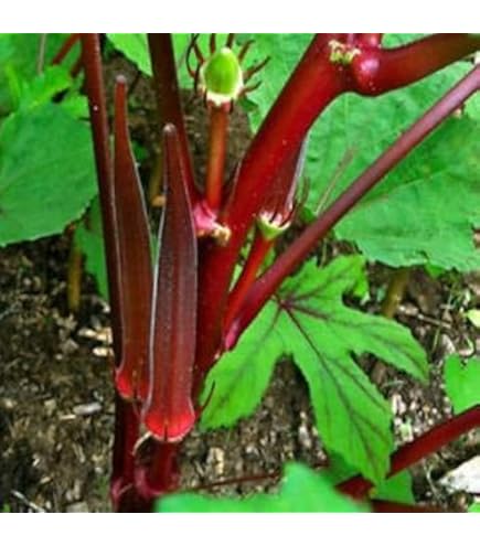 thumbnail image 2 of Bhindi Beej-Okra Seeds-भिंडी बीज-Ladyfinger Seeds Edible-Lady Finger Seeds-Abelmoschus Esculentus At ₹ 100.00 | Lady Finger Seed | ID: 26030438848 2 of 12