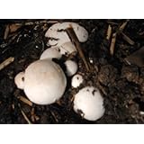 Button Mushroom Spawn - MUSHROOMBOX (TM)