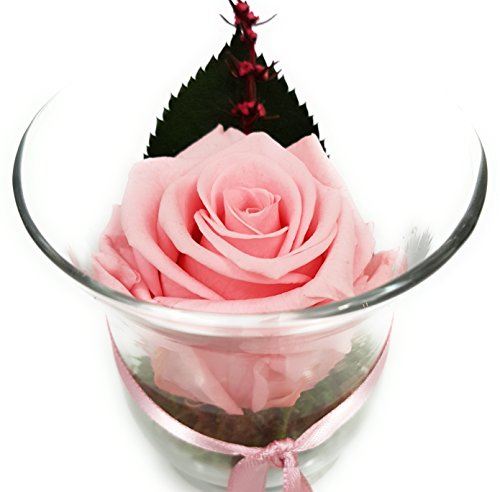 Rosen-te-amo Blumenstrauß im Vase aus eine ECHTE Rose – 3 JAHRE haltbare Blume OHNE WASSER – Geschenk zum Valentinstag die Konservierte Rose - 4