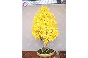 SVI 5 piezas semillas orgánicos de la herencia de Ginkgo Biloba Gingko Gingo nueces de árboles bonsai cultiva a partir de semillas de plantas para el jardín Pot