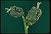 Produktbild 675019 Canna Indica (Indian Shot Ali'ipoe) A4 Photo Poster Print 10x8
