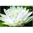 Lincolnshire Pond Plants Ltd Water Lily - bareroot or with pots and Compost - Live Water Plant Aquatic Pond Lake Marginal (1 x bareroot with Compost and Pot, Selection - White Lily)